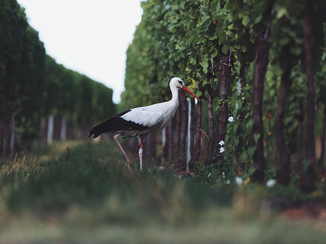 Elegant black and white bird with orange beak between rows of vines